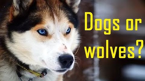 Dogs or Wolves? Whose Sense of Scent is Better?