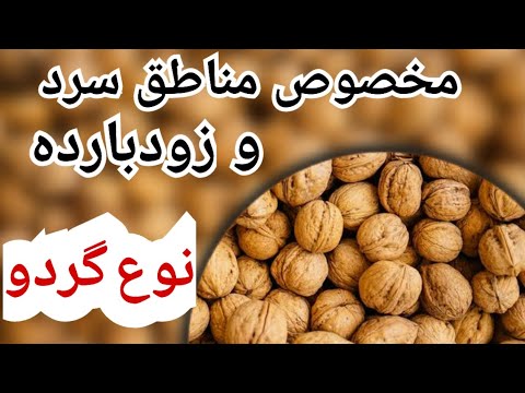 زودحاصل ترین درخت گردو مخصوص مناطق سردسیر کدام چارمغز در مناطق سردسیر مناسب است  