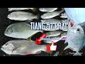 Memancing bawah jambatan pulau pinang prai tiang 57