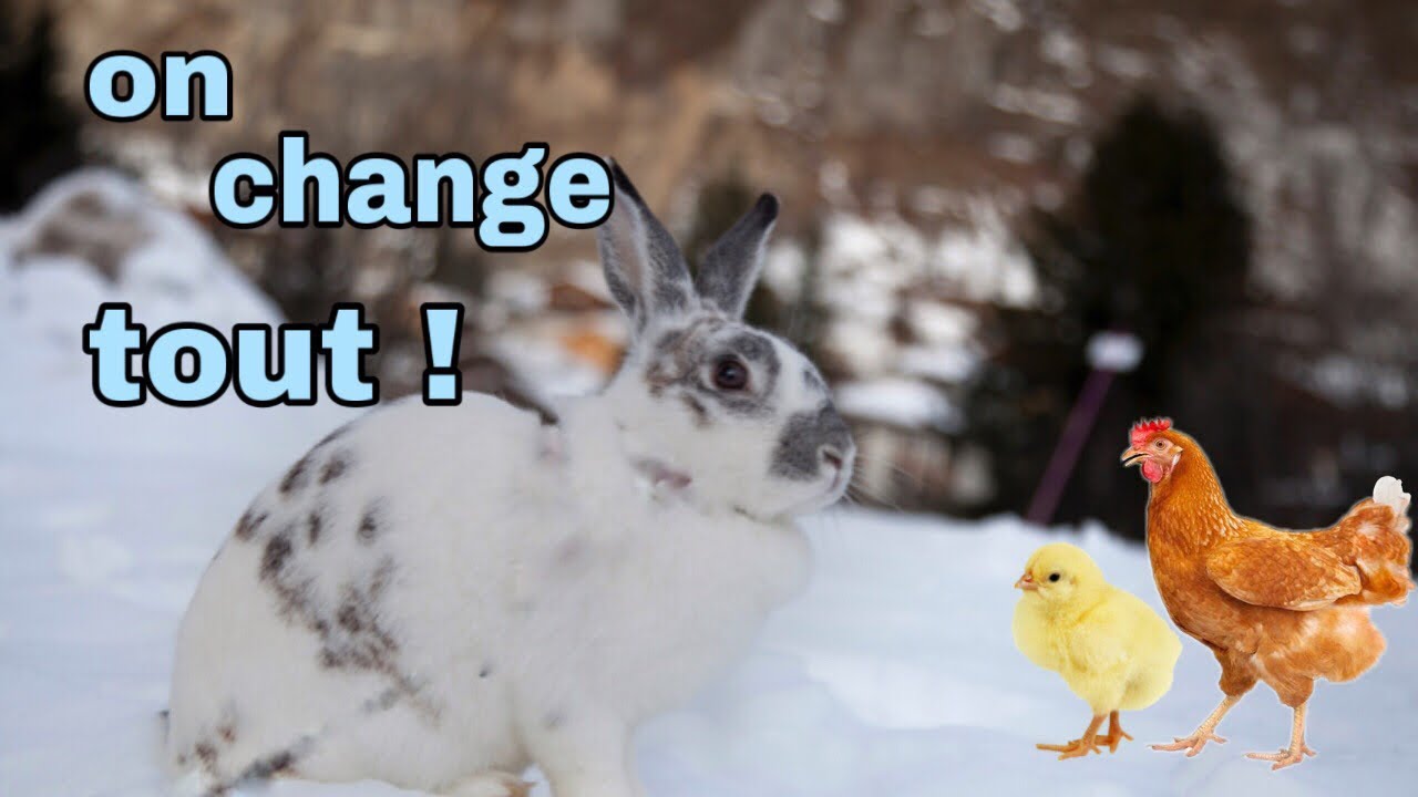On change tout ! Dans l’enclos des lapins et des poules.
