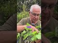 #170 - Growing French Dwarf Beans: The Results Are In! #shorts #gardening #garden #plants