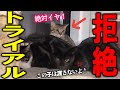 温厚な保護子猫が、里親へ行くのを嫌がり大暴れしました…！