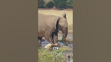 Sonkuns Vlog  | Con Voi 🐘 Làm Gỏi Cá Sấu 🐊 #shorts  #sonkunsvlog