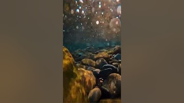 من سورة القصص بصوت محمد اللحيدان