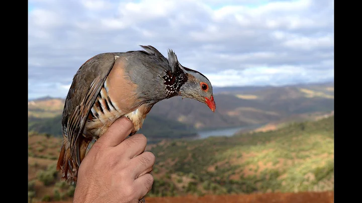 Hunting partridge and hare with good shooting