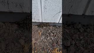 Famous SoCal Bee Removal and Relocation- Live Beehive Removal From Underneath Shed Profile