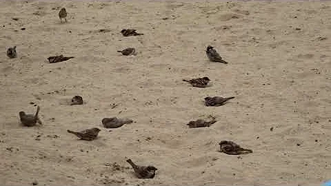 Воробьи купаются в песке