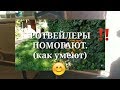 ДВА РОТВЕЙЛЕРА-ЭТО СИЛА!☝️💪Воспитание и дрессировка собак