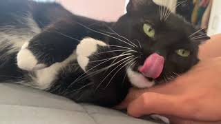 Relaxing Cute Cat Massage ASMR compilation Purrs & Scratches