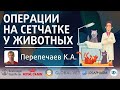 Операции на сетчатке у животных