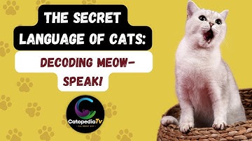 The Secret Language of Cats | Decoding Cat Meows 🐱| #catfact #cats #cutecat #catlove #pet #kitten