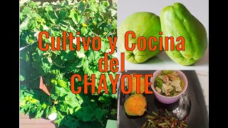 Cultivo y cocina del Chayote.