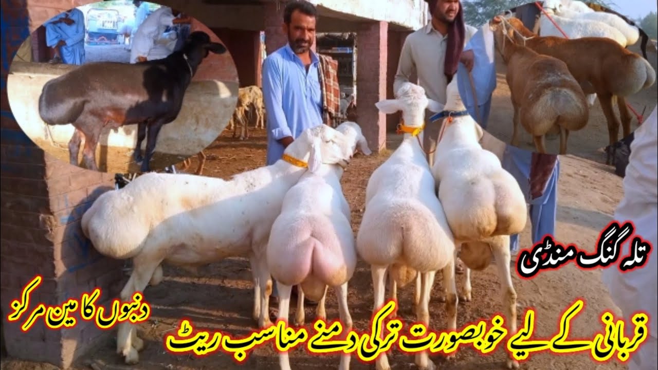 Dumbaa beautiful Turkish dumba price/today Friday dumba Mandi update/talagang ...