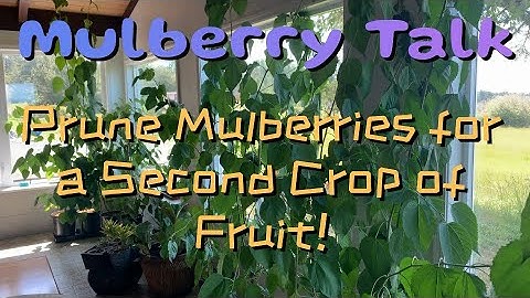Pruning Mulberry Trees for a Second Crop of Fruit