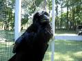 Julian the Raven