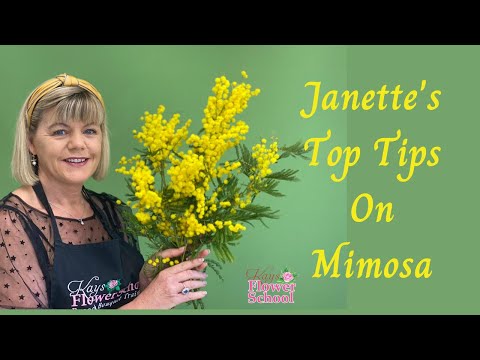 Video: Kaip laikyti nupjautą mimozą, pratęsti pavasario dienų džiaugsmą?