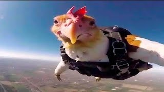 Funniest Animal Videos Ever Part 1