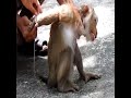 Poor monkey with tied hands was released to free