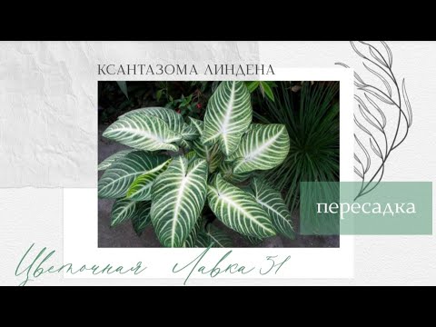 Ксантазома Линдена - пересадка. Растение из личной коллекции 🌿