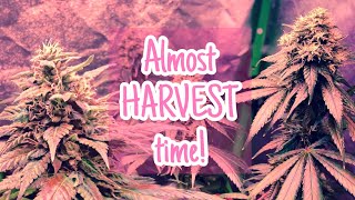 First INDOOR GROW | Day 46 FLOWER 🔥 Beginners WEED Grow