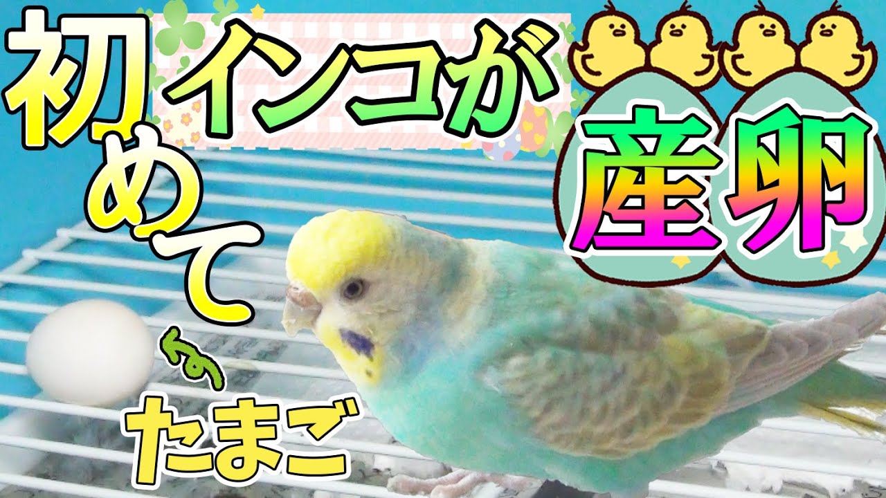 産んだ卵を食べちゃったセキセイインコ Youtube 産んだ卵を食べちゃったセキセイインコ Youtube