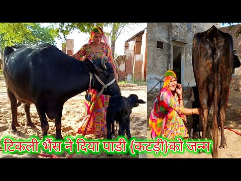 नया मेहमान आया✨टिकली ने दिया पाडी को जन्म vlog334 Buffalo video @MamtaVijayVlogs