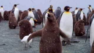 Penguins 3D Official Trailer | IMAX Theatre Version