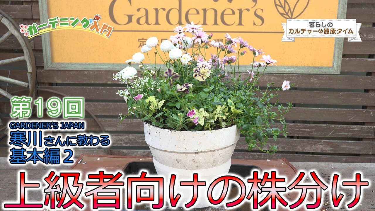 40年山吹の株　フラワーパークや庭のアクセントに Lifestyle Culture Time: Introduction to Gardening, Part 19 - YouTube