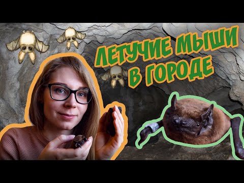 ВНИМАНИЕ: ЛЕТУЧИЕ МЫШИ В ГОРОДЕ! Кто они такие и что делать при встрече 🦇