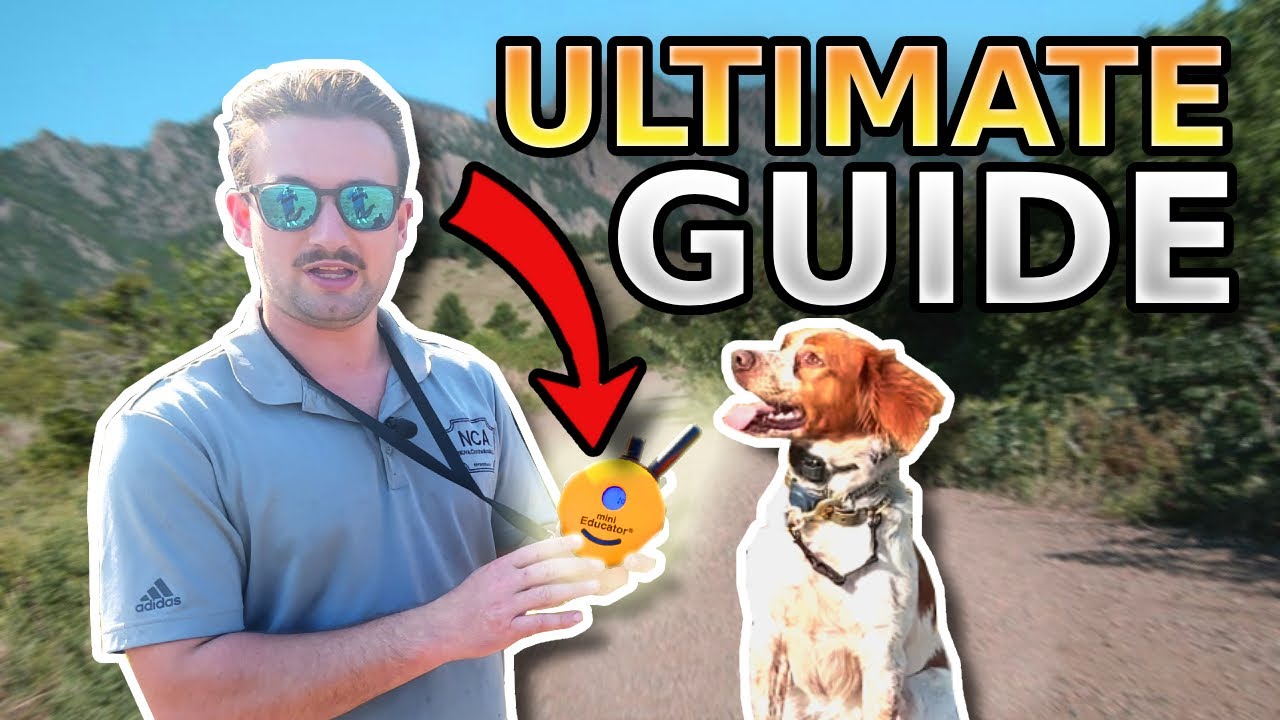 The ULTIMATE ECollar Training Guide YouTube
