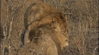 SafariLive, Mhangeni Boy left the pride and the Avoca males are back.