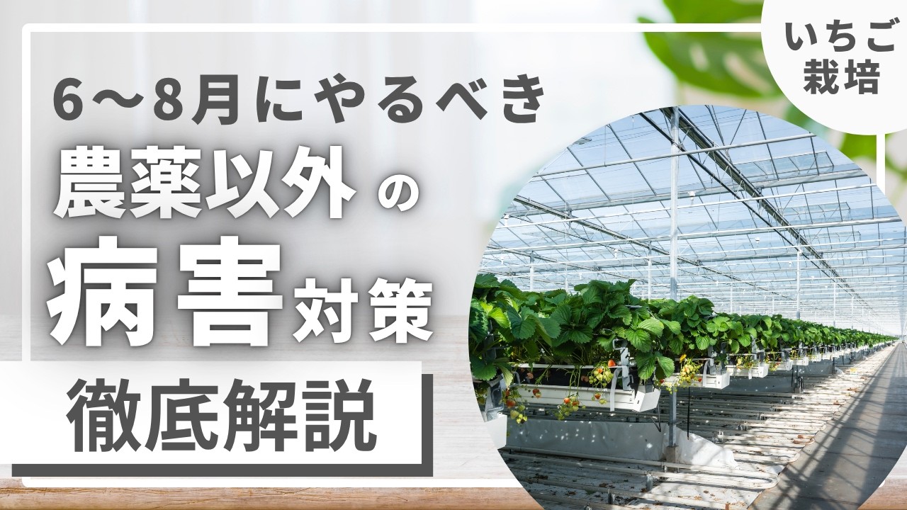 苺農家さんが6月〜8月の苗づくり期にやるべきこと！微生物を使った土