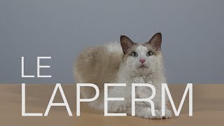 Tutocat  Le Laperm