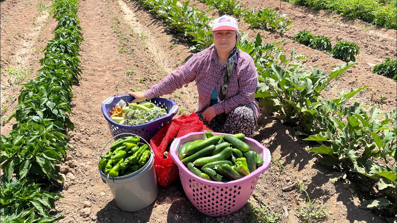 Anadolunun Bereketli Topraklarında Bostan Hasadı |Patlıcan, Biber, Salatalık, Kabak