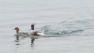 Red-Breasted Merganser mating dance