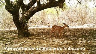 A beleza do filhote de veado na caatinga