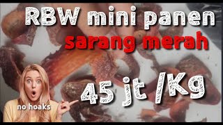 Rbw mini bisa panen sarang merah, ternyata seperti ini indukan walet yang membuat sarang   merah