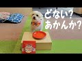 おやつ食レポ大喜利/初フリスビー/秀逸歯ブラシで歯磨き/DoggyBox5月号を楽しむ元保護犬マルチーズ