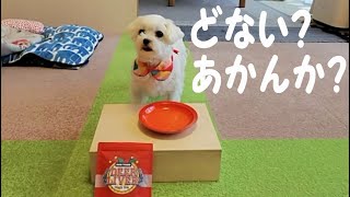 おやつ食レポ大喜利/初フリスビー/秀逸歯ブラシで歯磨き/DoggyBox5月号を楽しむ元保護犬マルチーズ