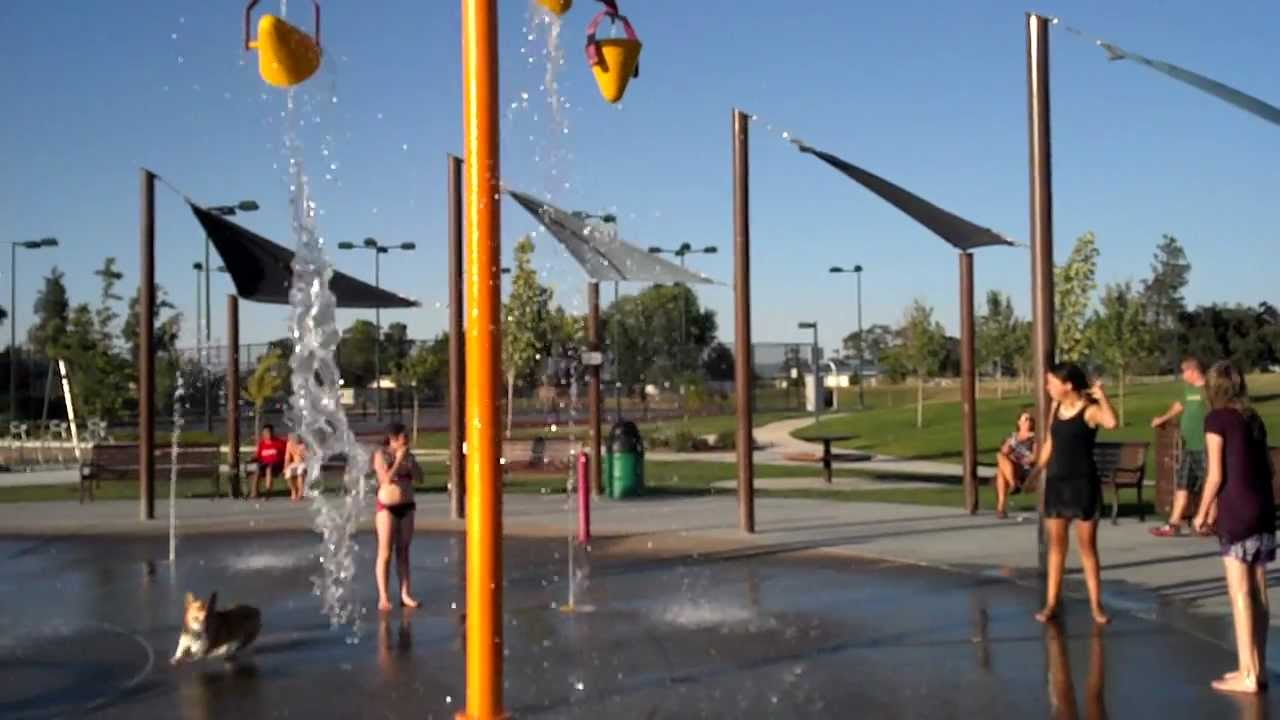 Dog in the Water Park