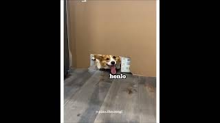 Big corgi is watching