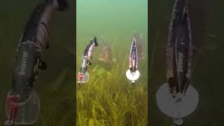 Hard choice: 2 pike vs 2 lures. #short #new #fishing screenshot 4