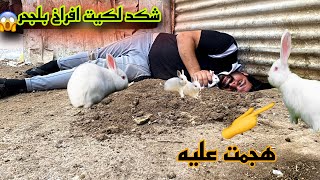 طلعت الأرانب من الجحر🐇وسويت عش للفناجز وجوله بلمزرعة