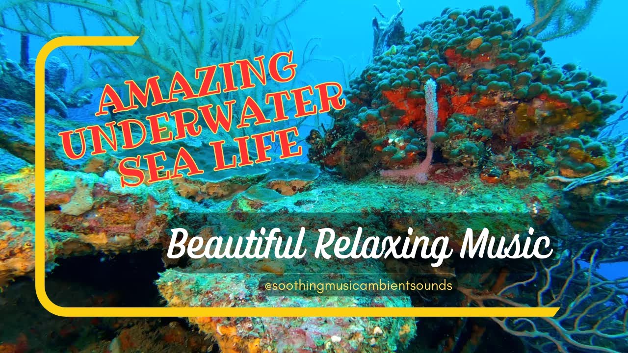Watch 8 HOURS • AMAZING UNDERWATER SEA LIFE • BEAUTIFUL RELAXING MUSIC | @easyaffirmations4u on YouTube Watch 8 HOURS • AMAZING UNDERWATER SEA LIFE • BEAUTIFUL RELAXING MUSIC | @easyaffirmations4u on YouTube