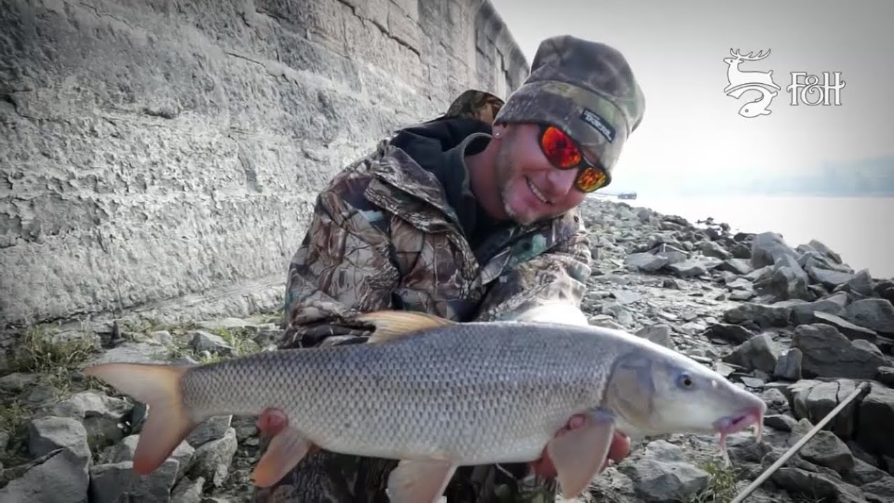 FEEDERMANIA - Duna halai a Margit hídnál