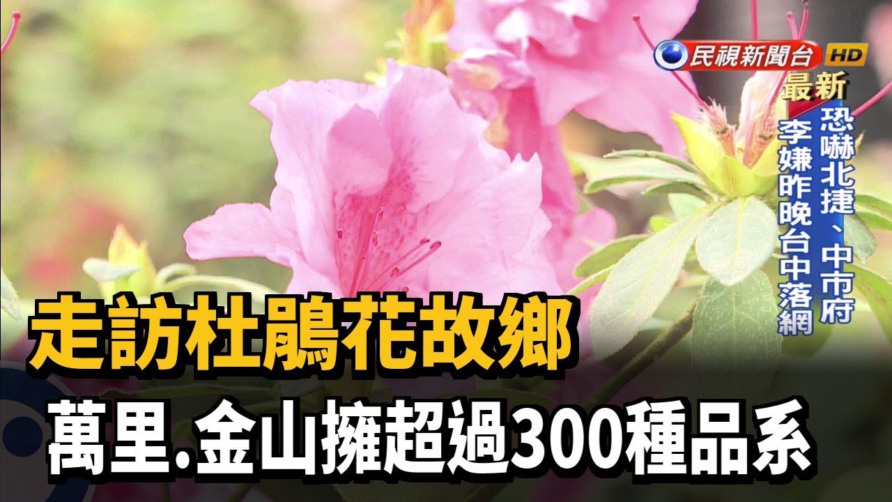 走訪杜鵑花故鄉萬里 金山擁超過300種品系 民視新聞 Youtube 走訪杜鵑花故鄉萬里 金山擁超過300種品系 民視新聞 Youtube