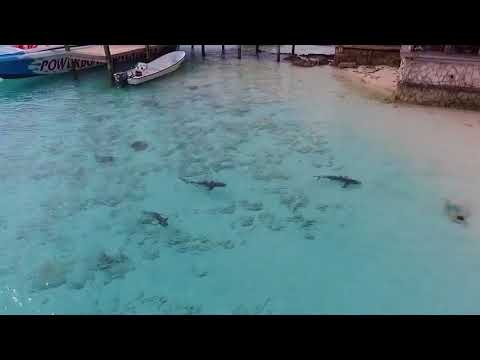 მამაკაცმა ცაში  საფრენი აპარატი გაუშვა,რომ ზღვა ზემოდან ენახა და ... ნანახმა ის შოკში ჩააგდო