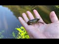 ザリガニのアヒージョ【ボツ動画】