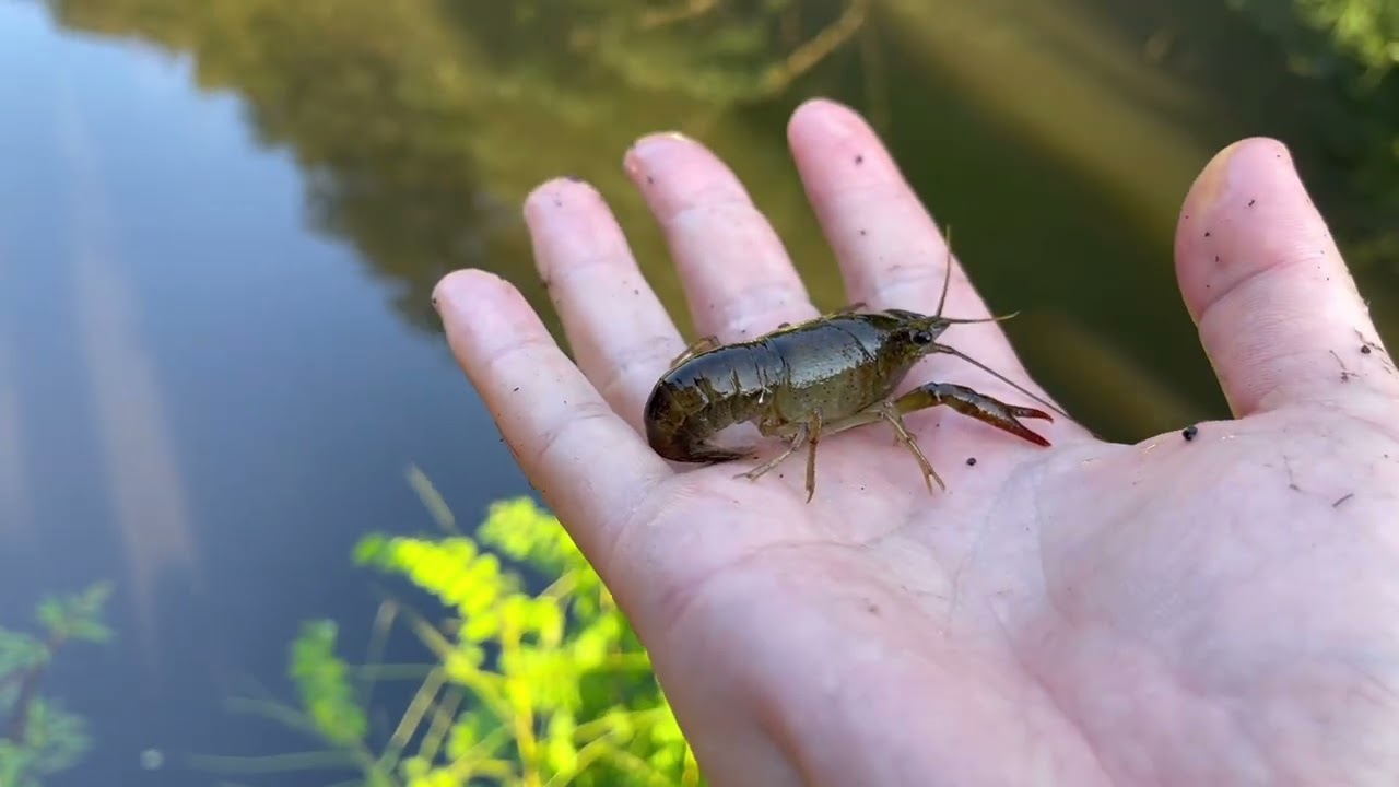 ザリガニのアヒージョ【ボツ動画】