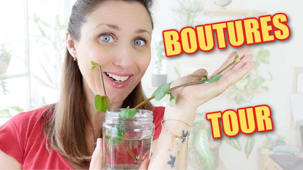 🌱 BOUTURE TOUR | MES BOUTURES DE PLANTES D'INTÉRIEUR 🪴